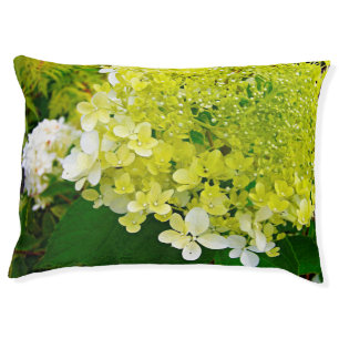Chartreuse Green, Limelight Hydrangea, Pet Bed