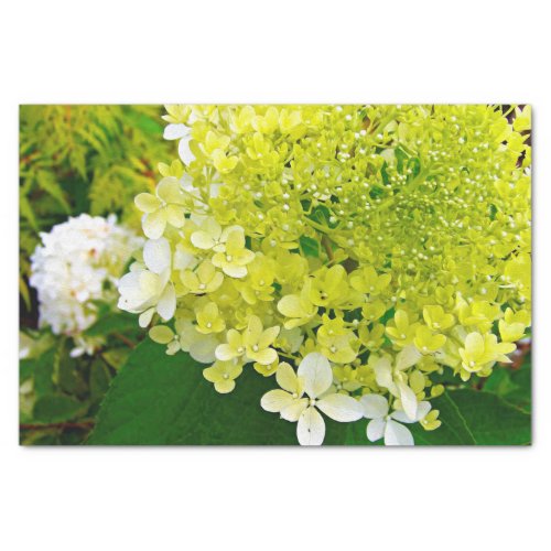 Chartreuse Green Limelight Hydrangea Tissue Paper