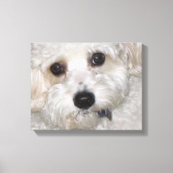 Chase Cavachon Canvas Wrapped Print by Firecrackinmama at Zazzle