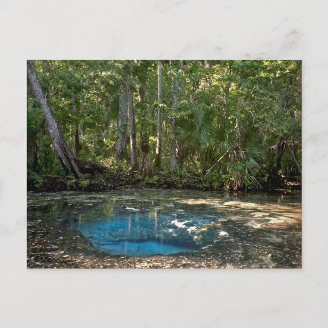 Chassahowitzka Springs, Florida. Postcard (Front)