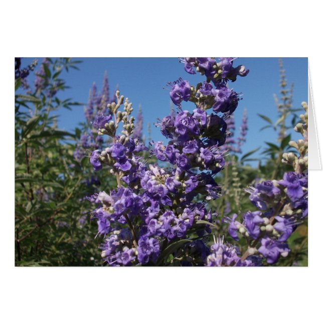 Chaste Tree Purple Flowers Cards (Front Horizontal)