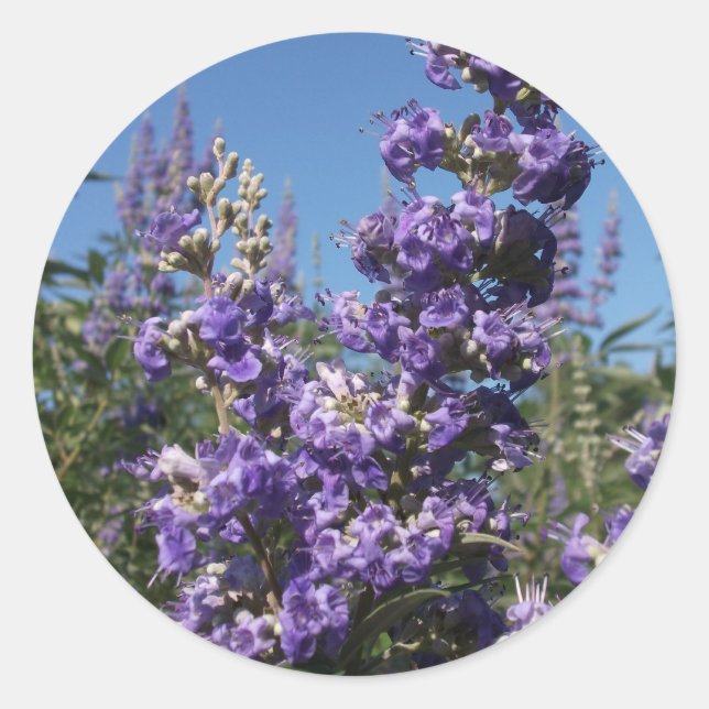 Chaste Tree Purple Flowers Classic Round Sticker (Front)