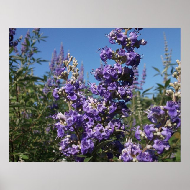 Chaste Tree Purple Flowers Poster (Front)