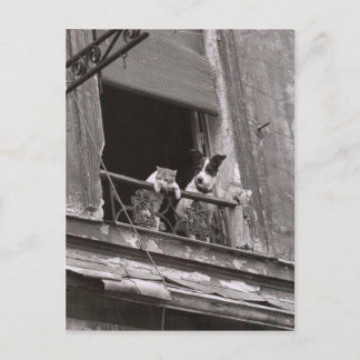 Chat et chien - Robert Doisneau Postcard