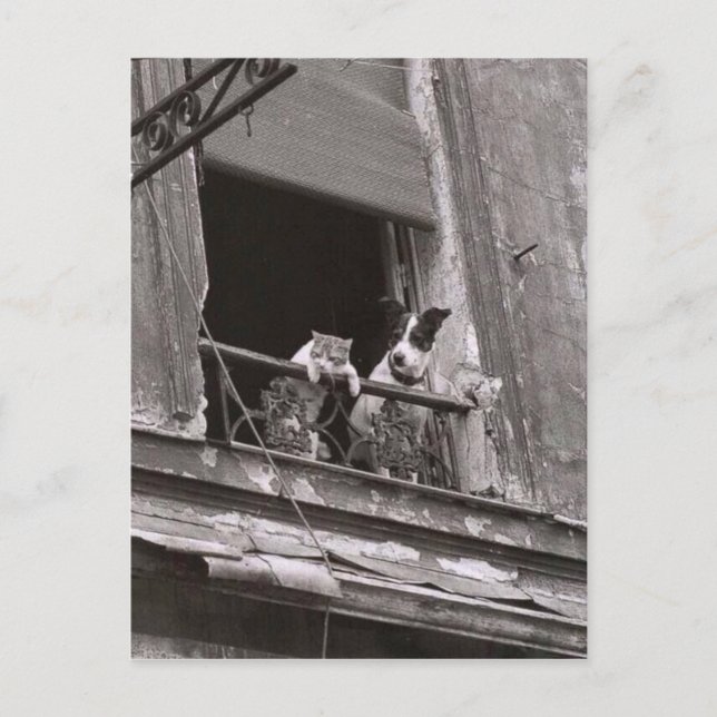 Chat et chien - Robert Doisneau Postcard (Front)