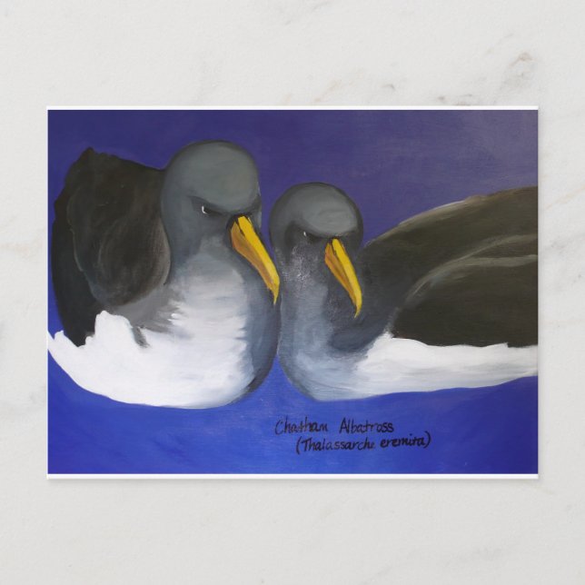 Chatham Albatross (Thalassarche eremita) Postcard (Front)