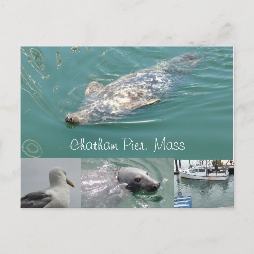 Chatham Mass Postcard with Cute Seals