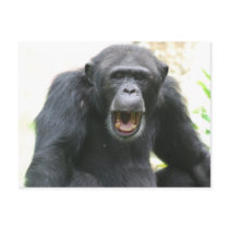 Chatty Chimp Postcard
