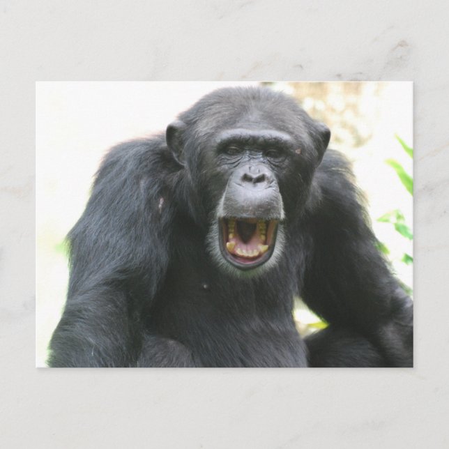 Chatty Chimp Postcard (Front)