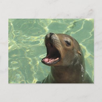 Chatty Sea Lion Postcard by WildlifeAnimals at Zazzle