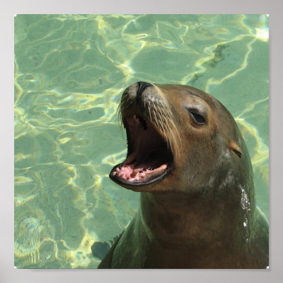 Chatty Sea Lion Poster | Zazzle