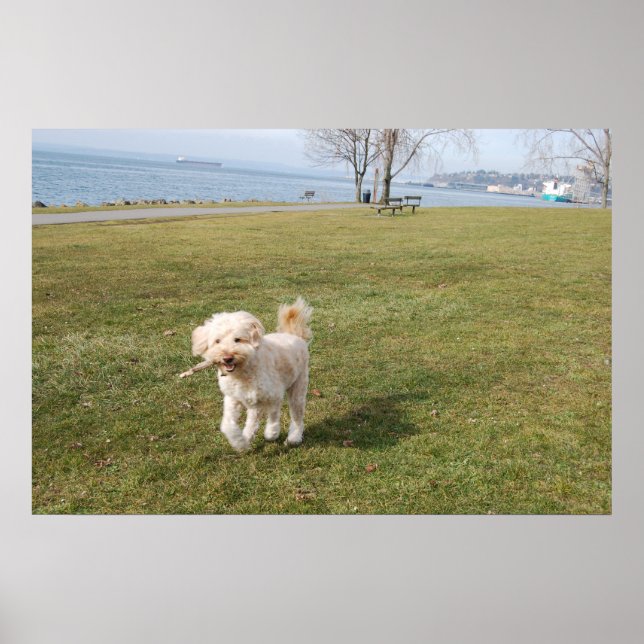 chaz1 poster (Front)