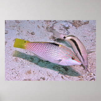 Checkerboard Wrasse Poster