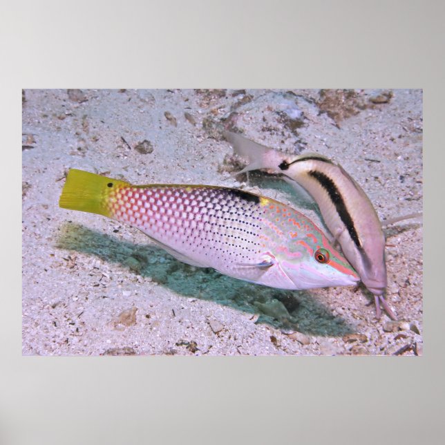 Checkerboard Wrasse Poster (Front)