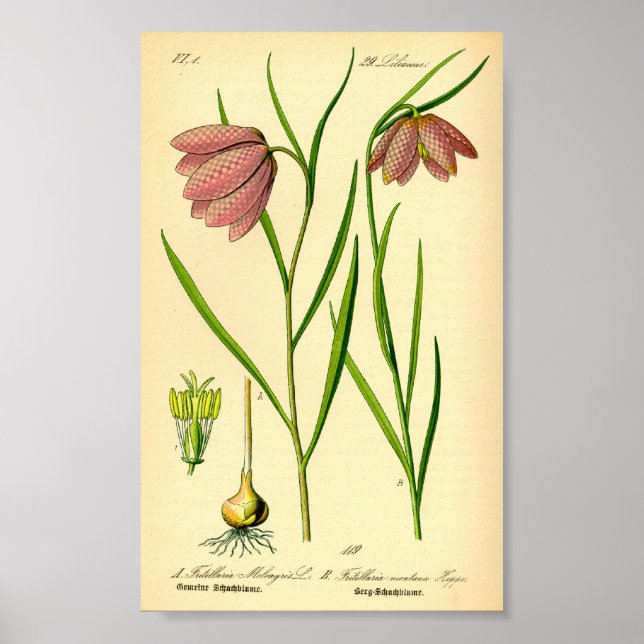 Checkered Lily (Fritillaria meleagris) Poster (Front)