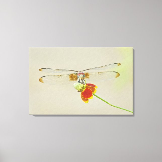 Checkered Setwing (Dythemis fugax) on Mexican Canvas Print (Front)