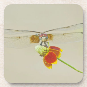 Checkered Setwing (Dythemis fugax) on Mexican Drink Coaster