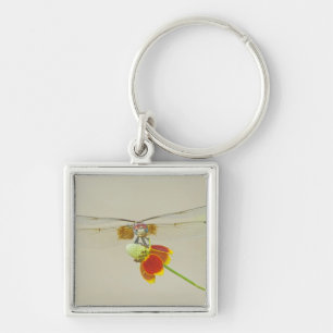 Checkered Setwing (Dythemis fugax) on Mexican Keychain