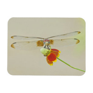 Checkered Setwing (Dythemis fugax) on Mexican Magnet