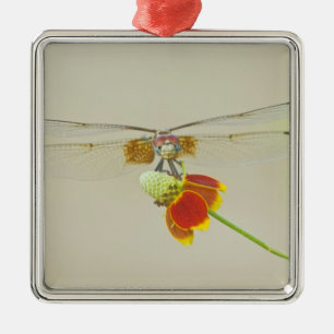 Checkered Setwing (Dythemis fugax) on Mexican Metal Ornament
