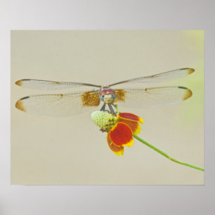 Checkered Setwing (Dythemis fugax) on Mexican Poster