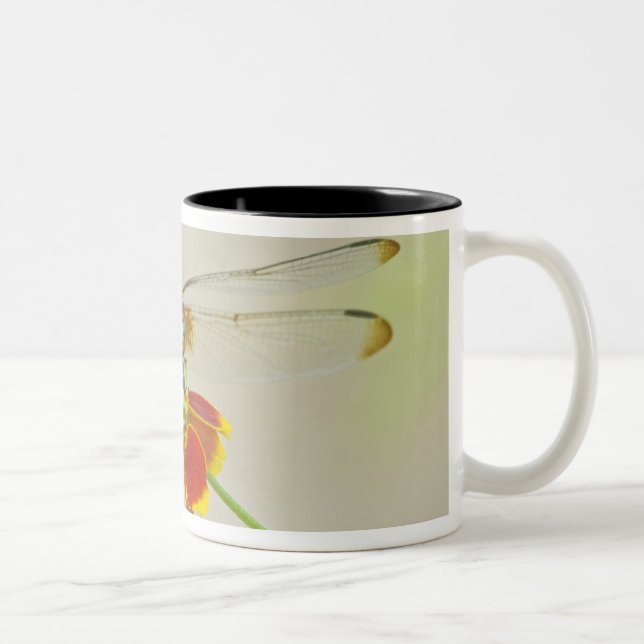Checkered Setwing (Dythemis fugax) on Mexican Two-Tone Coffee Mug (Right)