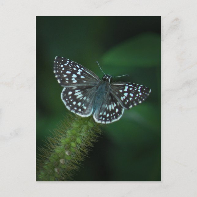 Checkered Skipper Butterfly Postcard (Front)