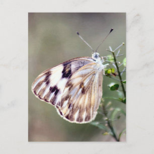 Checkered White Butterfly Photo Postcard
