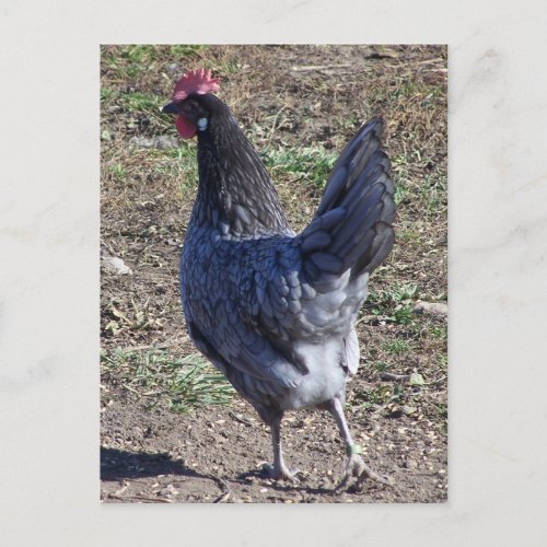 Cheeky Blue Andalusian Hen Postcard