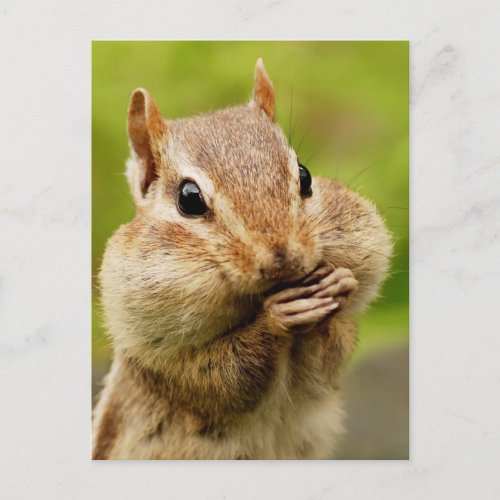 Cheeky Chipmunk Postcard