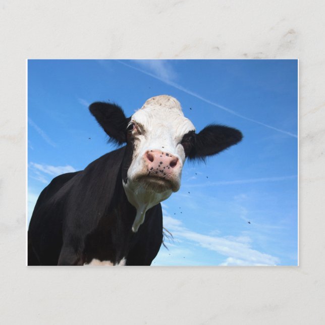 cheeky cow postcard (Front)