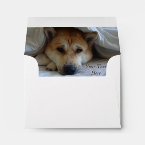 cheeky cute akita in bed original dog envelope