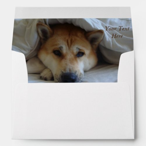 cheeky cute akita in bed original dog photo envelope