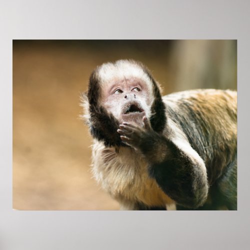 Cheeky cute little Tufted capuchin monkey Poster