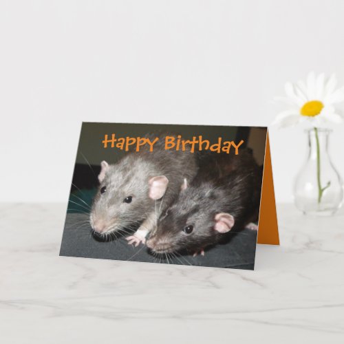 Cheeky Dumbo rats birthday card