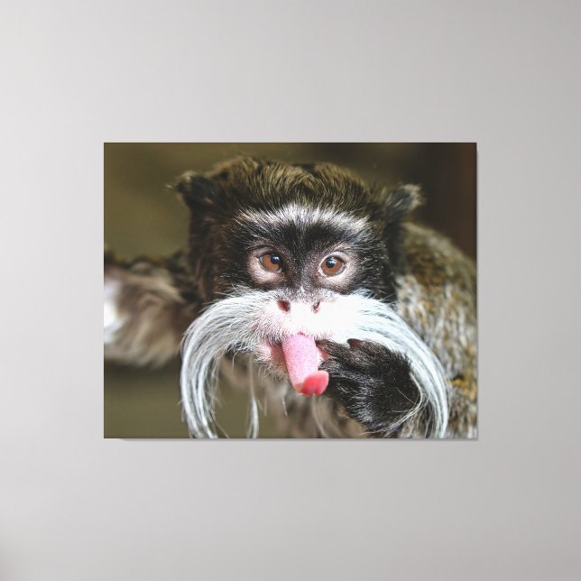 Cheeky Emperor Tamarin Monkey Canvas Print (Front)