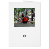 Cheeky Face Rainbow Lorikeet, (Back)