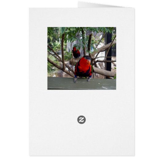 Cheeky Face Rainbow Lorikeet, (Back)