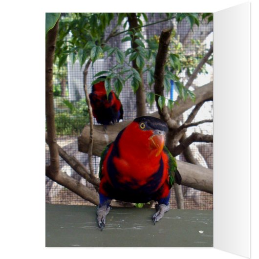Cheeky Face Rainbow Lorikeet, (Inside (Left))