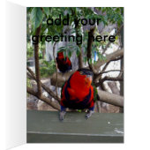 Cheeky Face Rainbow Lorikeet, (Inside (Right))