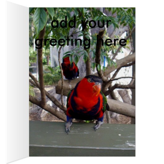 Cheeky Face Rainbow Lorikeet, (Inside (Right))