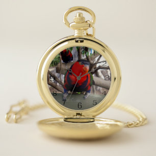 Cheeky Face Rainbow Lorikeet, Pocket Watch