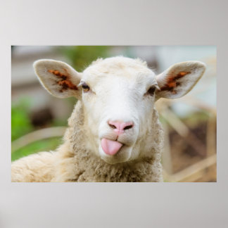 Cheeky funny sheep poking tongue out poster