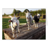 Cheeky Goats Card (Front Horizontal)