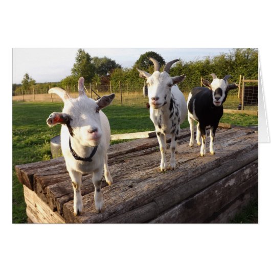 Cheeky Goats Card (Front Horizontal)