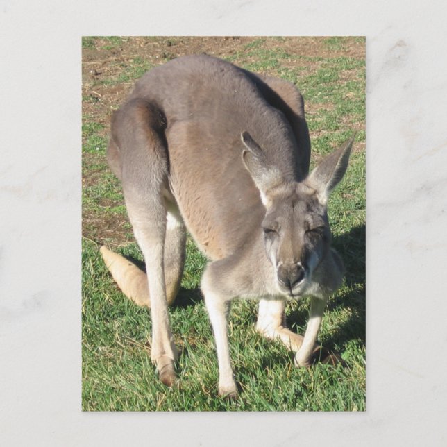 Cheeky Kangaroo - Postcard (Front)