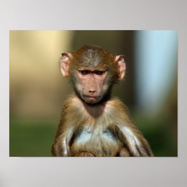 Cheeky Monkey - Cute Baby Baboon Poster / Print (Front)