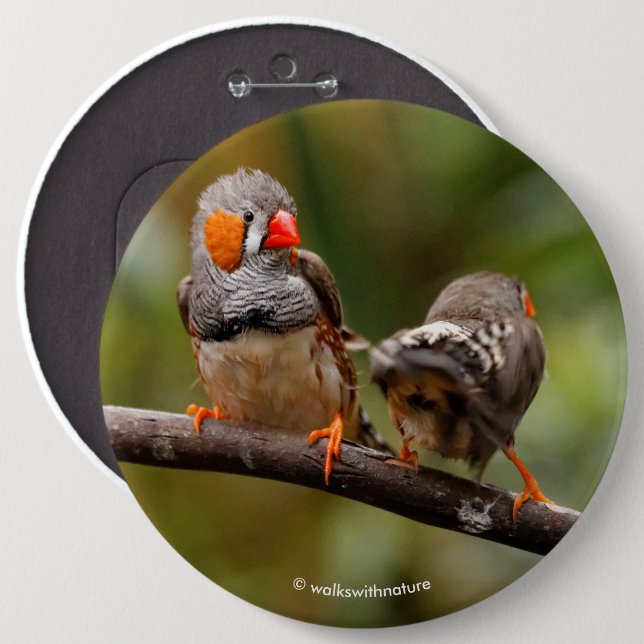 Cheeky Pair of Zebra Finches Songbirds Pinback Button (Front & Back)