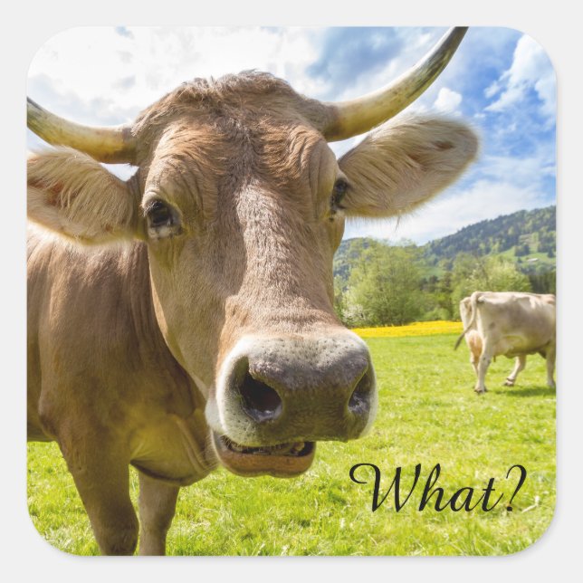 Cheeky "What?" Cow Square Sticker (Front)