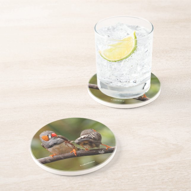 Cheeky Zebra Finches Songbirds on Branch Coaster (Side)
